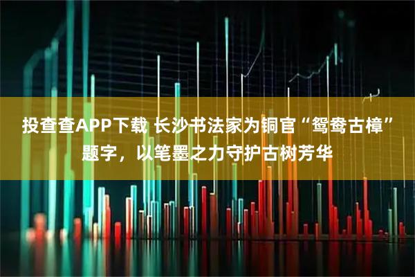 投查查APP下载 长沙书法家为铜官“鸳鸯古樟”题字，以笔墨之力守护古树芳华